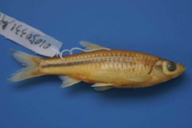 Image of Chinese rasbora