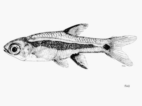 Imagem de Boraras urophthalmoides (Kottelat 1991)