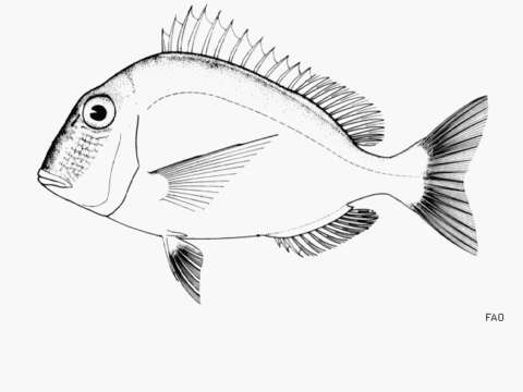 Image of Goat's Head Porgy