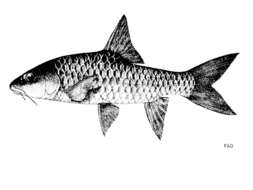 Image of Greater brook carp