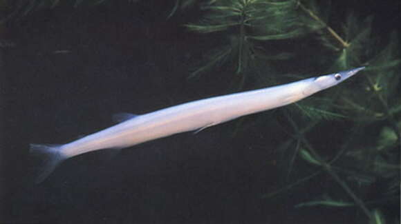 Image of Chinese icefish