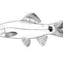 Слика од Yasuhikotakia lecontei (Fowler 1937)