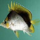 Image of Marquesan butterflyfish