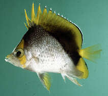 Image of Marquesan butterflyfish
