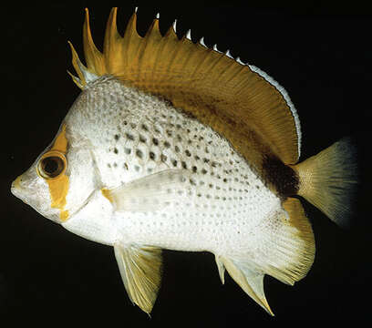 Image of Marquesan butterflyfish