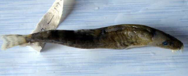 Image of Barred loach