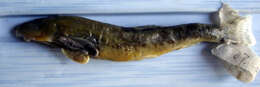 Image of Barred loach