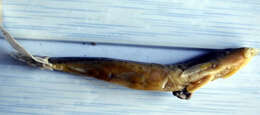 Image of Barred loach