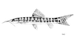 Image of Arrow loach