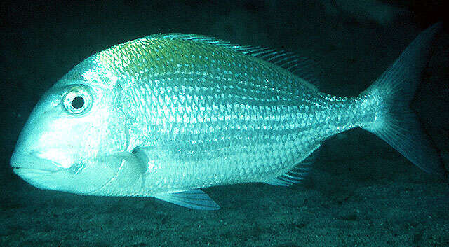 Image of Littlemouth Porgy