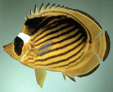 Image of Diagonal Butterflyfish