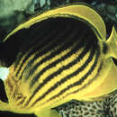 Image of Diagonal Butterflyfish