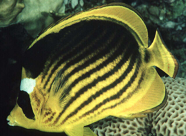Image of Diagonal Butterflyfish
