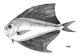 Image of Pterycombus