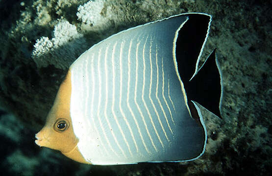 Image of Blue chevron Butterflyfish