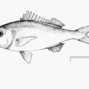 Image of Rubyfish