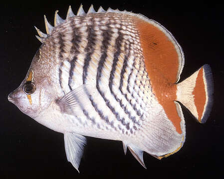 Image of Crown Butterflyfish