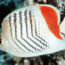 Image of Crown Butterflyfish