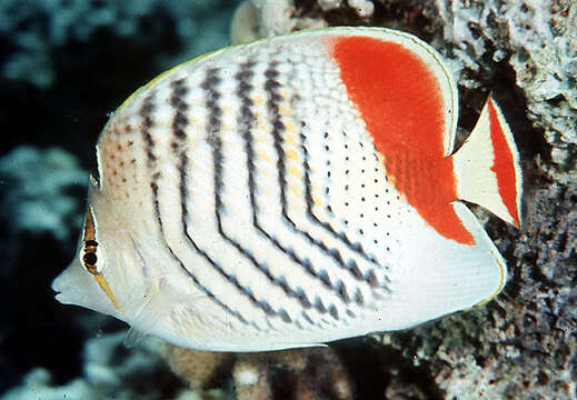 Image of Crown Butterflyfish