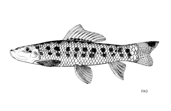Image of Gyrinocheilus