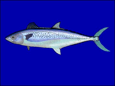 Image of Indian Spanish Mackerel