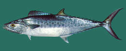 Image of Indian Spanish Mackerel