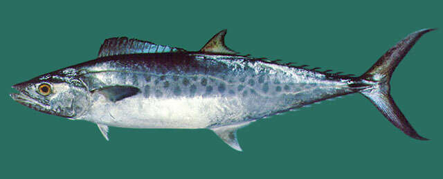 Image of Indian Spanish Mackerel