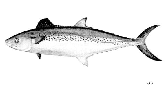 Image of Indian Spanish Mackerel