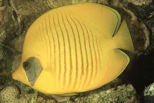 Image of Addis Butterflyfish