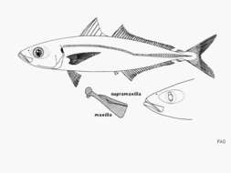 Image of Amberstripe scad