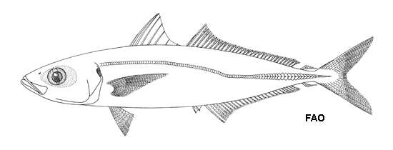 Sivun Decapterus muroadsi (Temminck & Schlegel 1844) kuva