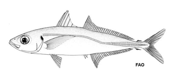 Sivun Decapterus muroadsi (Temminck & Schlegel 1844) kuva