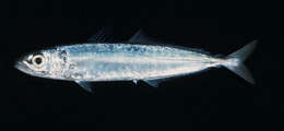 Image of Amberstripe scad