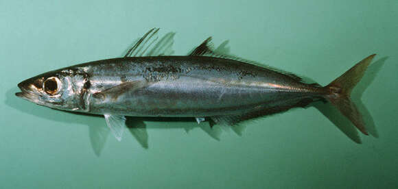 Image of Amberstripe scad