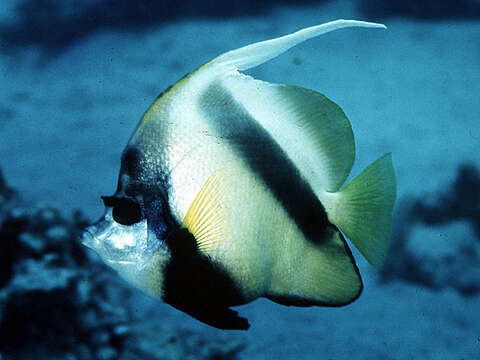 Image of Red Sea Bannerfish