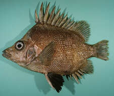 Image of Big-spined boarfish