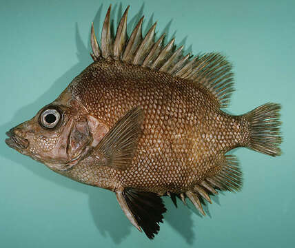 Image of Big-spined boarfish