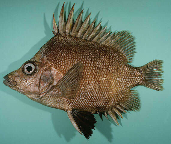 Image of Big-spined boarfish