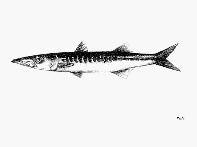 Image of Barracuda