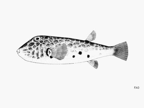 Image of Puffer