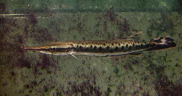 Image of Spotted pike-characin