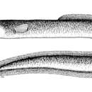 Image of Pacific long-finned eel
