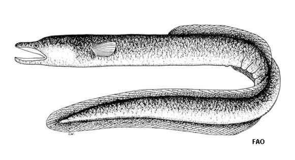 صورة Anguilla megastoma Kaup 1856