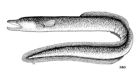 صورة Anguilla megastoma Kaup 1856