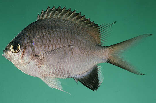 Image of Kenyan chromis