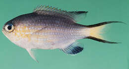 Image of Blacktail chromis