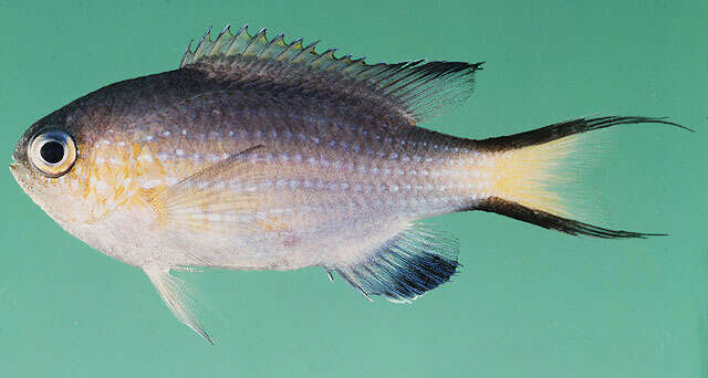 Слика од Pycnochromis nigrurus (Smith 1960)