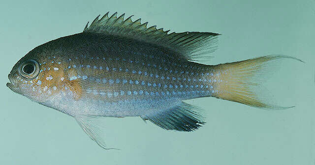 Image of Blacktail chromis