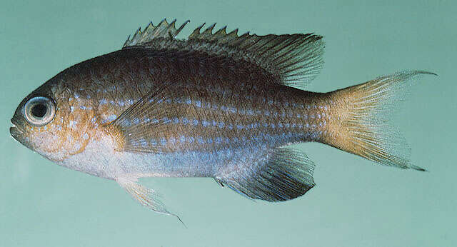Слика од Pycnochromis nigrurus (Smith 1960)