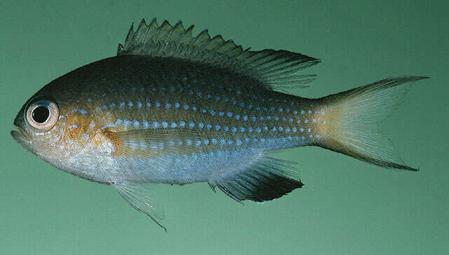 Слика од Pycnochromis nigrurus (Smith 1960)